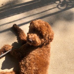 Meet your Posher, Kelly